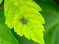 Brachfliege auf Blatt